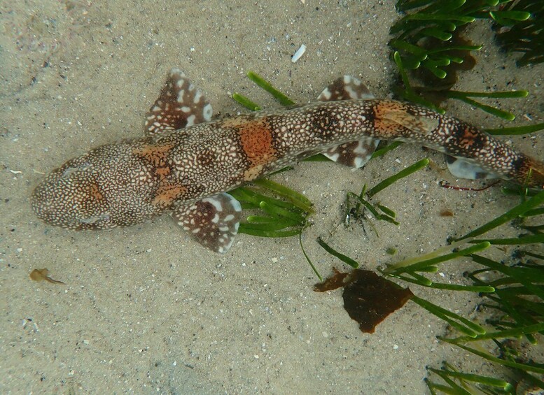 Picture 18 for Activity Cape Town: Great African Sea Forest Guided Snorkel