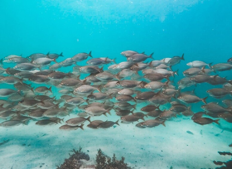 Picture 6 for Activity Cape Town: Great African Sea Forest Guided Snorkel