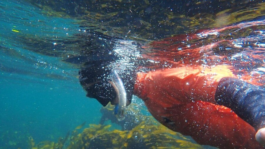 Cape Town: Great African Sea Forest Guided Snorkel