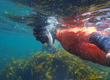 Cape Town: Great African Sea Forest Guided Snorkel