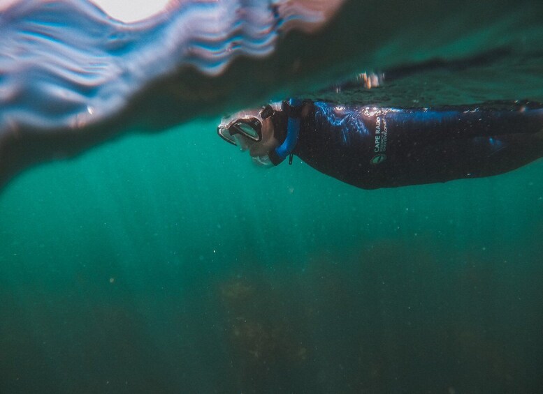 Picture 8 for Activity Cape Town: Great African Sea Forest Guided Snorkel