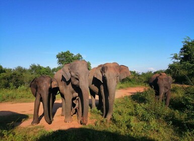 Vacances au Sri Lanka avec une semaine de trekking sur la piste de Pekoe