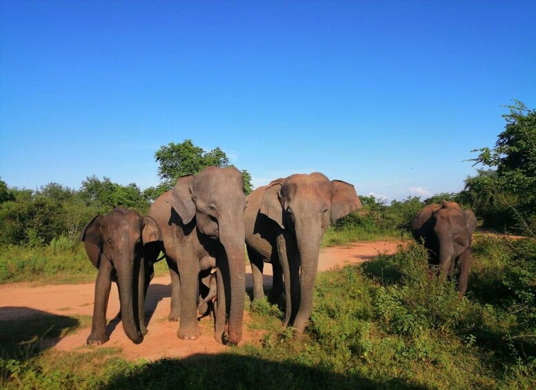 Sri Lanka Holidays with one week trekking the pekoe trail