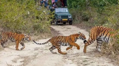 Three Days Jim Corbett National Park Tour