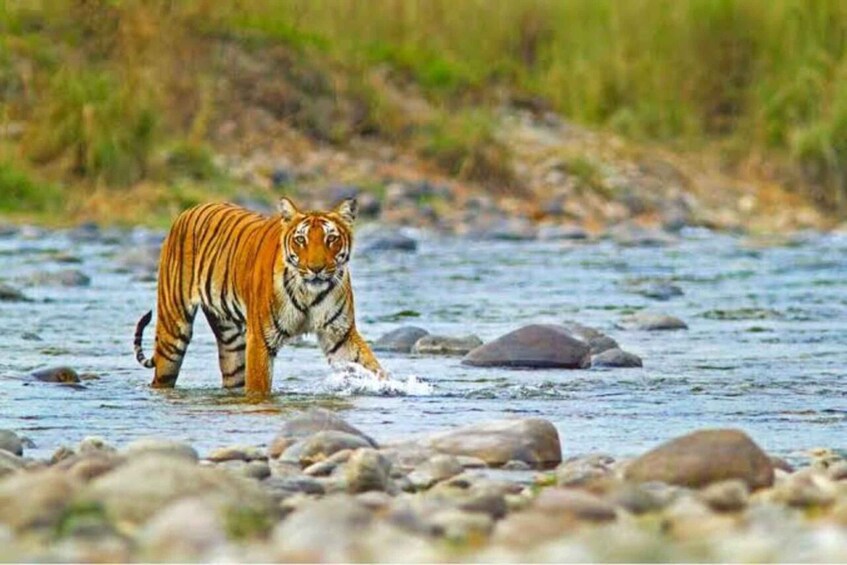 Picture 3 for Activity Three Days Jim Corbett National Park Tour