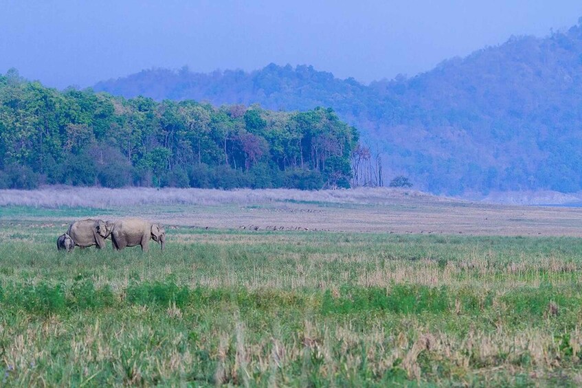 Picture 2 for Activity Three Days Jim Corbett National Park Tour