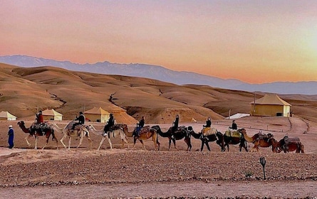 Magical Sunset Dinner, Camel Ride, Experience in Agafay "