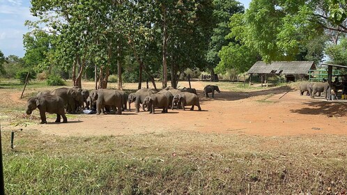 Von Bentota aus: Udawalawa National Park Wildlife Safari