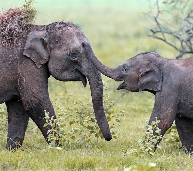 Picture 9 for Activity From Bentota: Udawalawa National Park Wildlife Safari