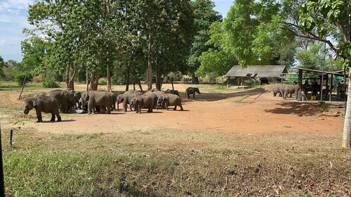 Fra Bentota: Villmarkssafari i Udawalawa nasjonalpark