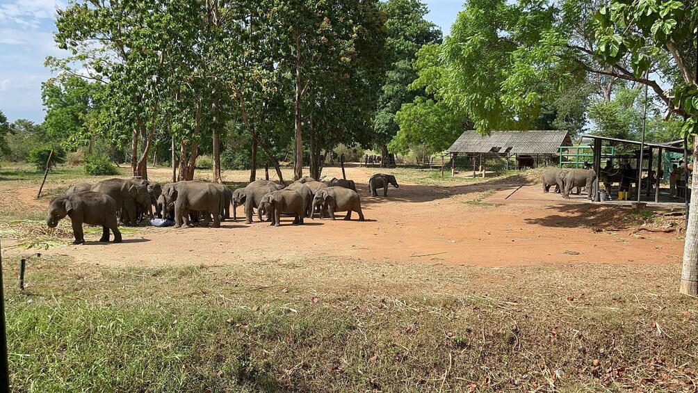 From Bentota: Udawalawa National Park Wildlife Safari