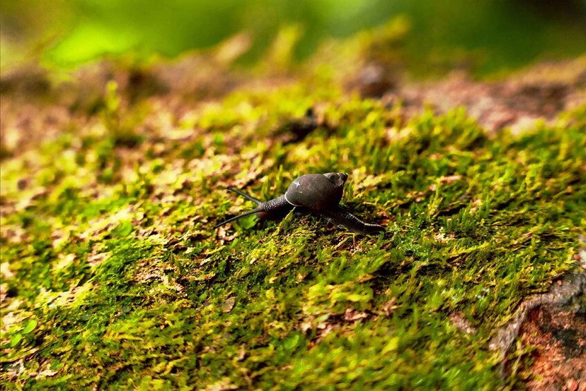 Picture 3 for Activity From Mahe: Guided Nature Trail Walk to Morne Blanc