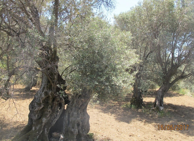 Picture 23 for Activity Naxos: Tour with Statues, Swimming, and Olive Oil Tasting