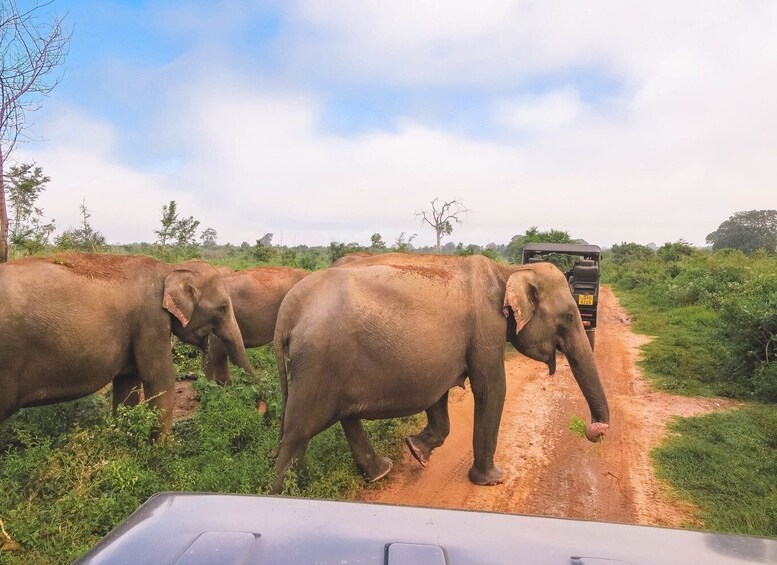 Picture 1 for Activity From Ella: Udawalawe Safari with Elephant Transit Home