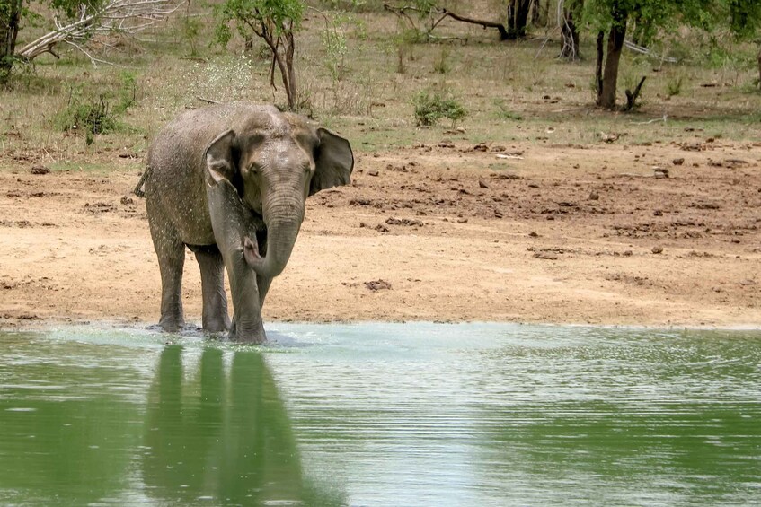 Picture 12 for Activity From Ella: Udawalawe Safari with Elephant Transit Home