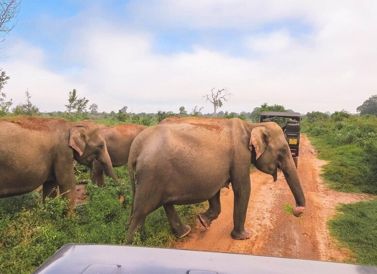 Picture 1 for Activity From Ella: Udawalawe Safari with Elephant Transit Home