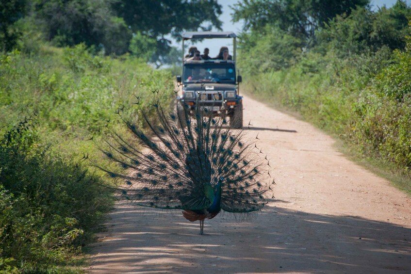 Picture 3 for Activity From Ella: Udawalawe Safari with Elephant Transit Home