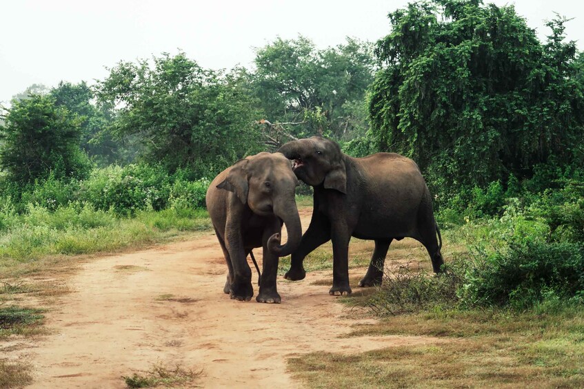 Picture 20 for Activity From Ella: Udawalawe Safari with Elephant Transit Home