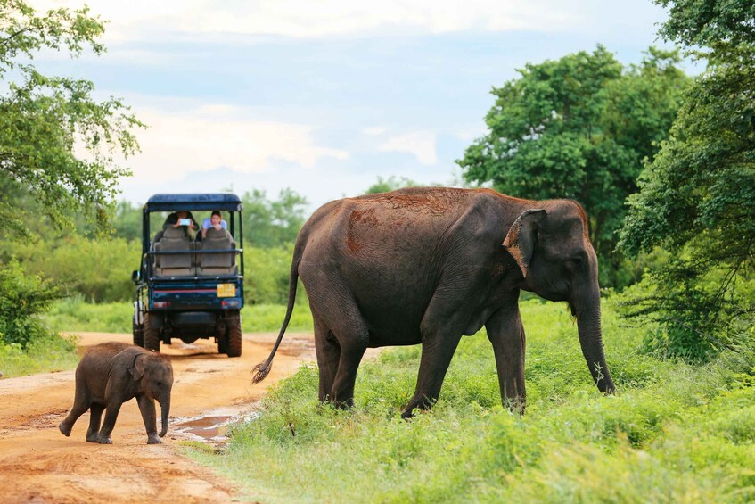 Picture 19 for Activity From Ella: Udawalawe Safari with Elephant Transit Home