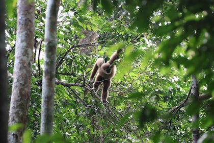 3D2N Orangutan Expedition:from Bukit Lawang