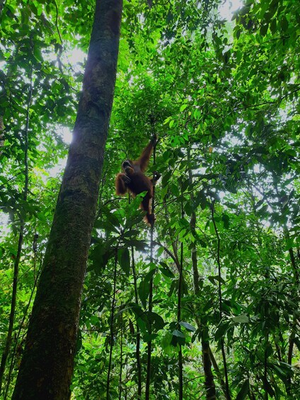 Picture 3 for Activity 3D2N Orangutan Expedition:from Bukit Lawang