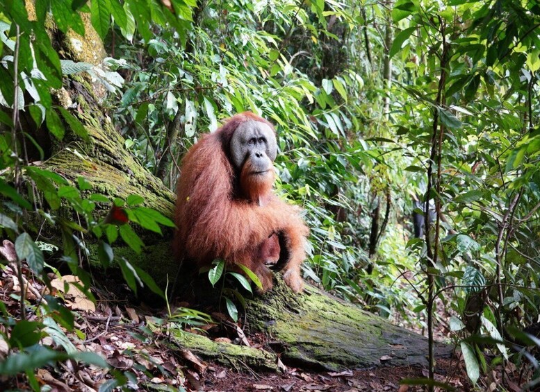 Picture 1 for Activity 3D2N Orangutan Expedition:from Bukit Lawang