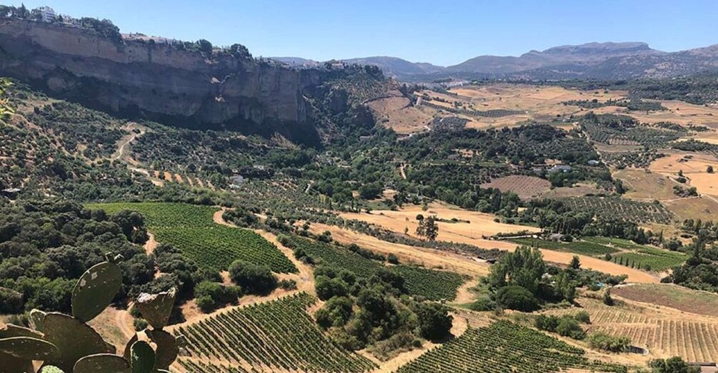 From Marbella: The Classic Ronda Wine Experience Day Tour