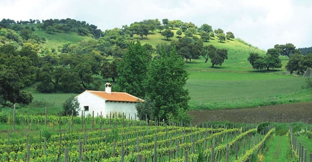 Picture 3 for Activity From Marbella: The Classic Ronda Wine Experience Day Tour