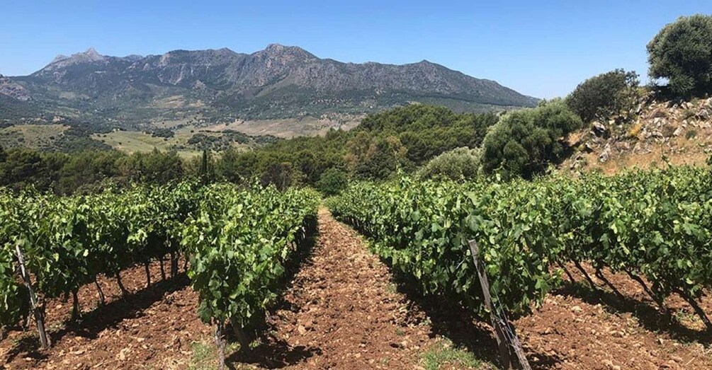 Picture 1 for Activity From Marbella: The Classic Ronda Wine Experience Day Tour