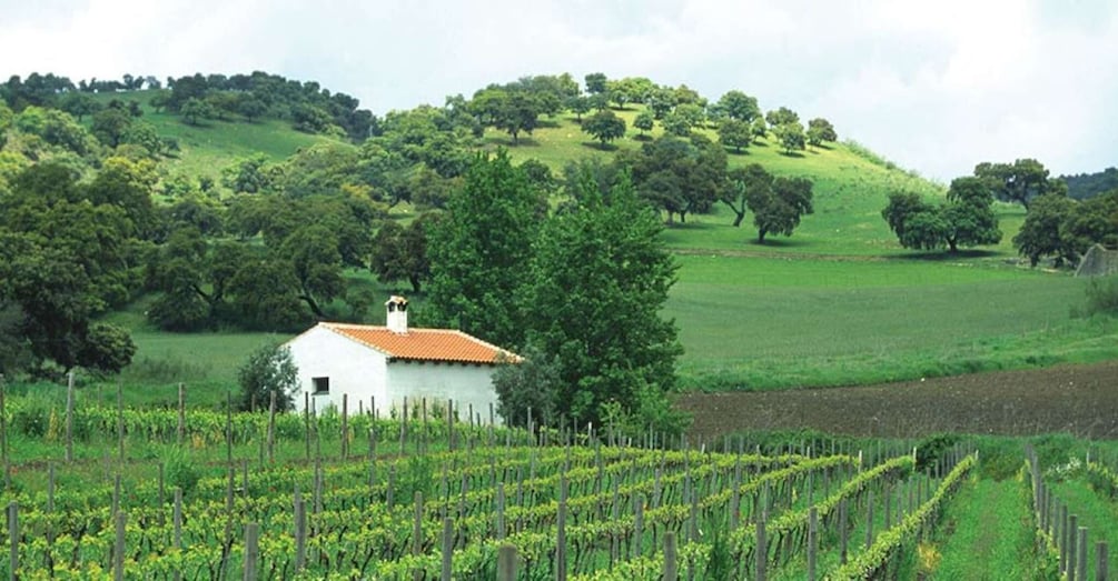 Picture 3 for Activity From Marbella: Classic Ronda Tour, 2 winery visits & lunch