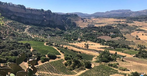 From Marbella: Classic Ronda Tour, 2 winery visits & lunch