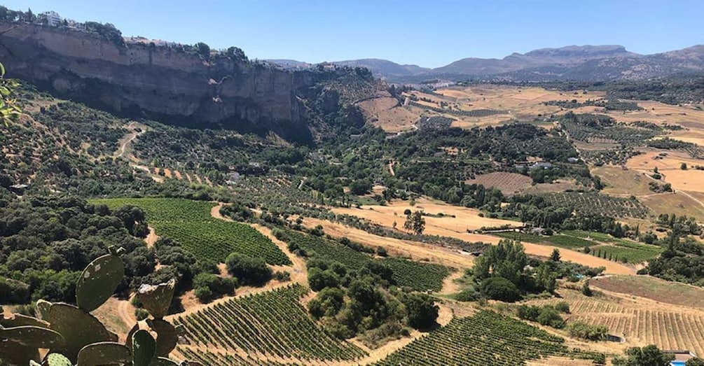 From Marbella: Classic Ronda Tour, 2 winery visits & lunch