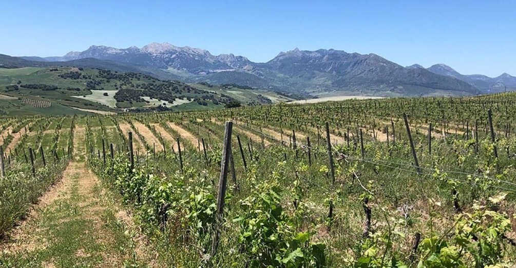 Picture 4 for Activity From Marbella: The Classic Ronda Wine Experience Day Tour