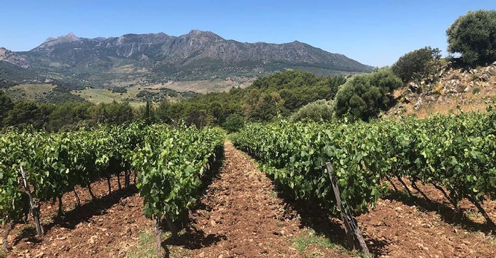 Picture 1 for Activity From Marbella: Classic Ronda Tour, 2 winery visits & lunch