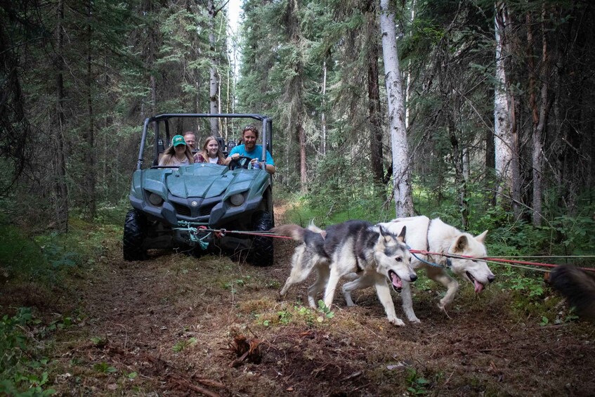 Picture 4 for Activity Fairbanks: Summer Mushing Cart Ride and Kennel Tour