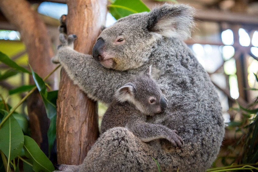 Picture 9 for Activity Cairns: Kuranda Scenic Railway, Rainforest & Aboriginal Tour