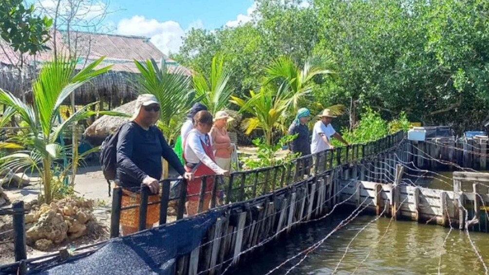 Picture 3 for Activity Cartagena: Canoe Tour through Mangroves