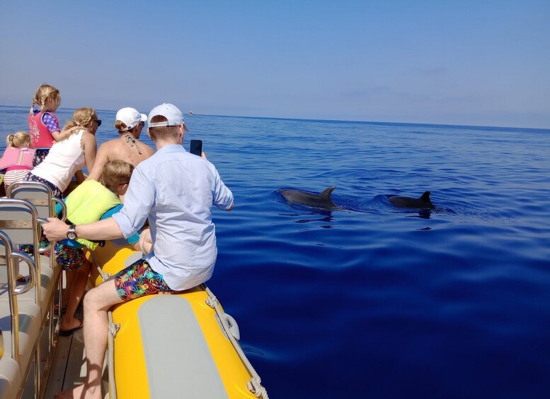 Can Picafort: Dolphin Watching Boat Tour with Swimming