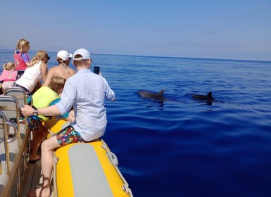 Can Picafort: Dolphin Watching Boat Tour with Swimming