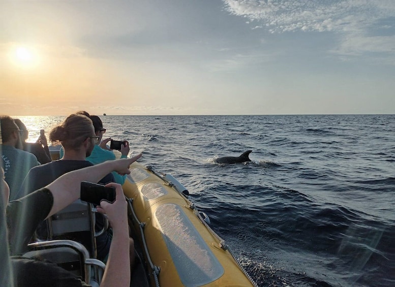 Picture 7 for Activity Can Picafort: Dolphin Watching Boat Tour with Swimming