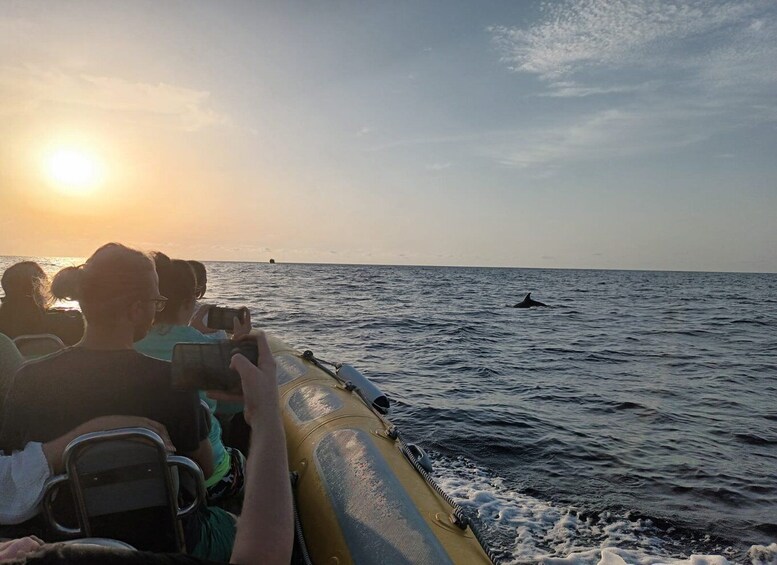 Picture 6 for Activity Can Picafort: Dolphin Watching Boat Tour with Swimming