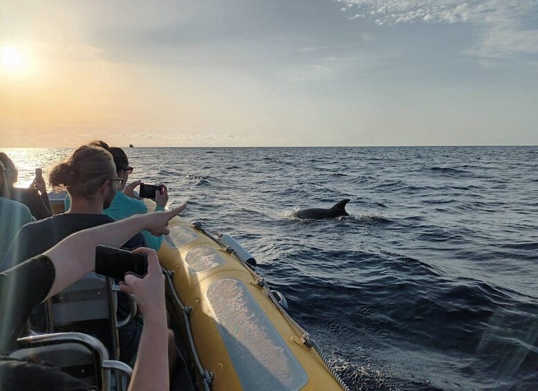 Picture 7 for Activity Can Picafort: Dolphin Watching Boat Tour with Swimming