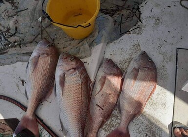 Naxos: Private Fishing Boat Trip with Fresh Onboard Meal