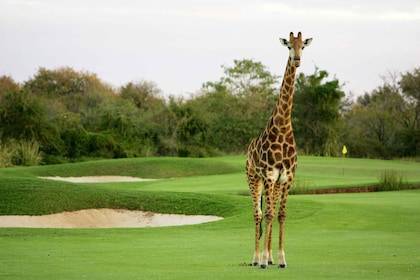 3 nights Vipingo Golf Safari & Flight Tour