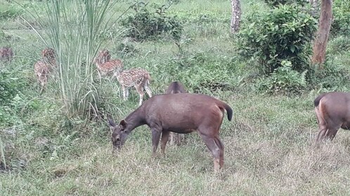 Chitwan Day Tour ( Canoeing+Jungle Walk+ Jeep Safari )