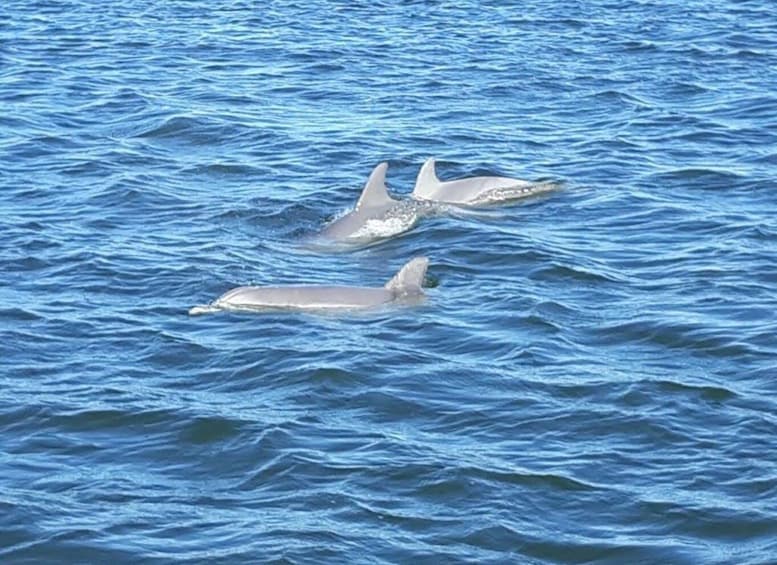 Picture 2 for Activity Orange Beach: Dolphin-Watching Sunset Catamaran Cruise