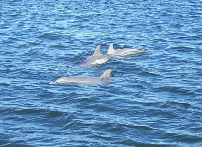 Picture 2 for Activity Orange Beach: Dolphin-Watching Sunset Catamaran Cruise