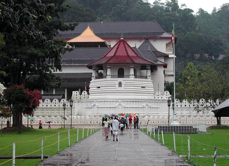 Picture 6 for Activity From west coast: Kandy, Pinnawala, Botanical & Tea gardens