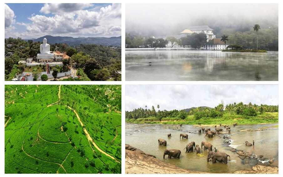 From west coast: Kandy, Pinnawala, Botanical & Tea gardens