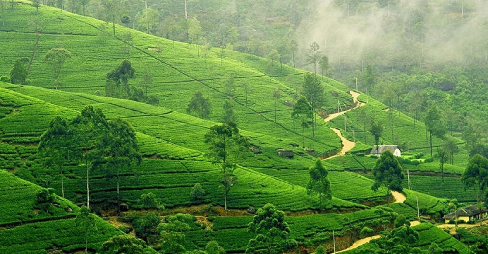 Picture 3 for Activity From west coast: Kandy, Pinnawala, Botanical & Tea gardens